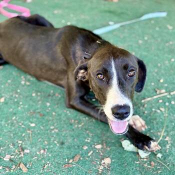 Brylee -  Mixed Breed Dog for Adoption - Brylee | PetCurious