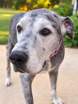 Harly -  Great Dane Dog for Adoption in Cumming, Georgia - Harly | PetCurious