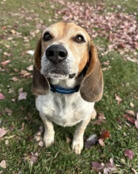 Rescue Beagle Dogs for Adoption in Orland Hills, Illinois - Roscoe | PetCurious