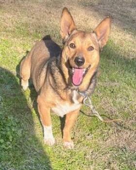 Corgi Dogs Available for Adoption - Leon | PetCurious