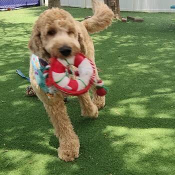 Zappa -  Mixed Breed Dog for Adoption - Zappa | PetCurious
