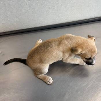 Tadpole -  Mixed Breed Dog for Adoption in Las Cruces, New Mexico - Tadpole | PetCurious