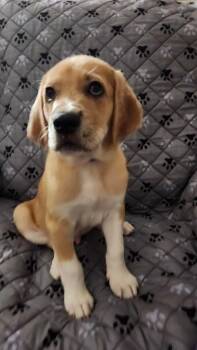 Tank -  Mountain Dog and Catahoula Leopard Dog Dog for Adoption in St. Augustine, Florida - Tank | PetCurious