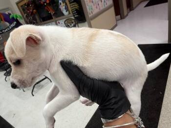 boy -  Mixed Breed Dog for Adoption in Hobbs, New Mexico - Boy | PetCurious