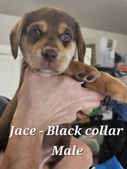 Jace -  Hound Dog for Adoption in Cushing, Oklahoma - Jace | PetCurious