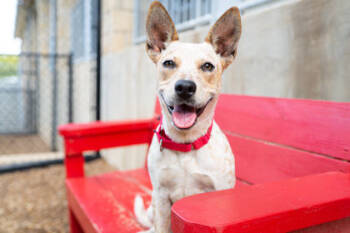 Rescue Mixed Breed Dogs for Adoption in Carrollton, Texas - Risha | PetCurious