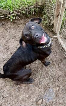 Flash -  Pit Bull Terrier Dog for Adoption in Fayetteville, West Virginia - Flash | PetCurious