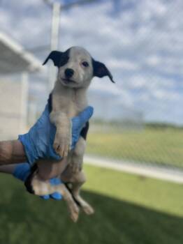 Border Collie Dogs Available for Adoption in Liberty, Missouri - Georgia | PetCurious