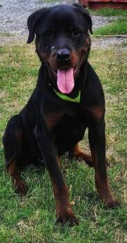 Rottweiler Dogs Available for Adoption - Beckham | PetCurious