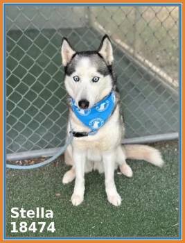 Siberian Husky Dogs Available for Adoption in Marietta, Georgia - STELLA | PetCurious