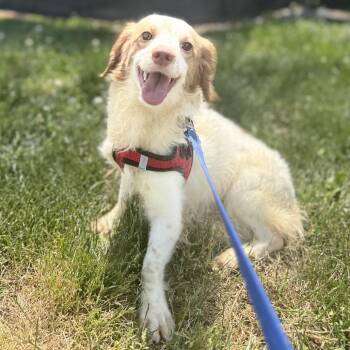 Spaniel and Mixed Breed Dogs Available for Adoption in Rockville, Maryland - Sonny | PetCurious