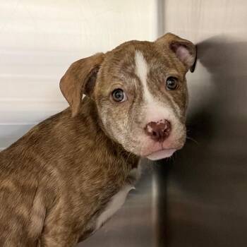Lexie 22532 -  Mountain Cur and Mixed Breed Dog for Adoption in Cumming, Georgia - Lexie 22532 | PetCurious