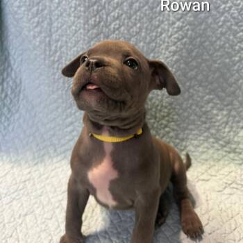 Mixed Breed Dogs Available for Adoption - Rowan | PetCurious