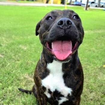 Buttercup -  American Staffordshire Terrier Dog for Adoption in Portland, Maine - Buttercup | PetCurious