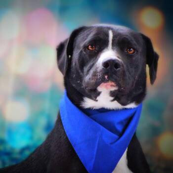 Rescue American Bulldog and Black Labrador Retriever Dogs for Adoption in Austin, Texas - Bravo JuM* | PetCurious