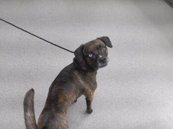 LOKI -  Boxer and Mixed Breed Dog for Adoption in Omaha, Nebraska - LOKI | PetCurious