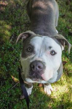 Pit Bull Terrier Dogs Available for Adoption in Vancouver, Washington - Dallas | PetCurious