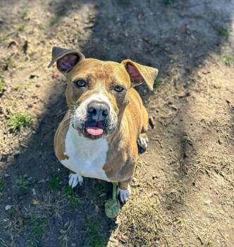 Rescue Pit Bull Terrier and Boxer Dogs for Adoption in New Bern, North Carolina - Ned | PetCurious