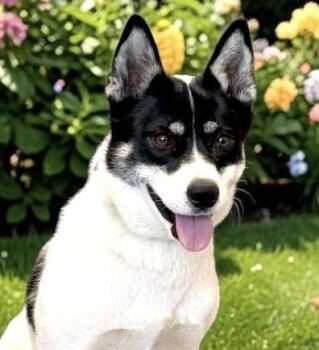 Loba -  Husky and Australian Cattle Dog Blue Heeler Dog for Adoption in Perry, Iowa - Loba | PetCurious