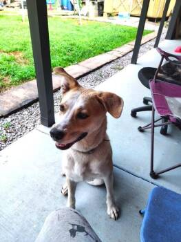 Bella Ballerina -  Shepherd and Yellow Labrador Retriever Dog for Adoption in Andover, Massachusetts - Bella Ballerina | PetCurious