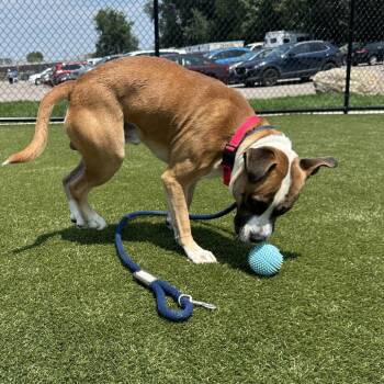 Skylar -  Mixed Breed Dog for Adoption in Philadelphia, Pennsylvania - Skylar | PetCurious