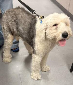 DOUGLAS -  Old English Sheepdog Dog for Adoption in San Bernardino, California - DOUGLAS | PetCurious