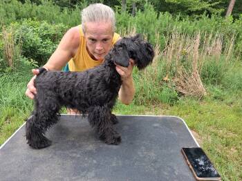 Pinkie -  Miniature Schnauzer Dog for Sale in New Canton, Virginia - Pinkie | PetCurious