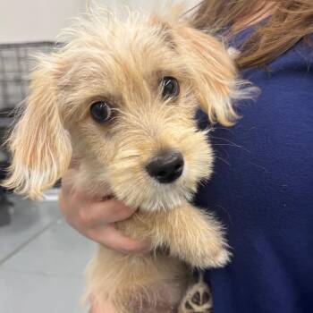 DANNY -  Poodle and Mixed Breed Dog for Adoption in Richmond, California - DANNY | PetCurious