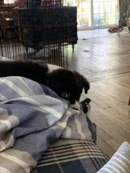 Mixed Breed Dogs Available for Adoption in Wyoming, Michigan - Queen | PetCurious