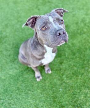 Pit Bull Terrier Dogs Available for Adoption - Gamora **Courtesy Post. Out Of Town Pet. See Below For Details** | PetCurious