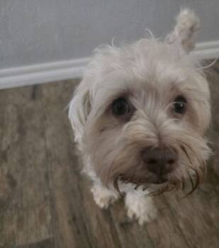 Rescue Maltese and Yorkshire Terrier Dogs for Adoption in Broken Arrow, Oklahoma - Moo-llenium Crunch | PetCurious