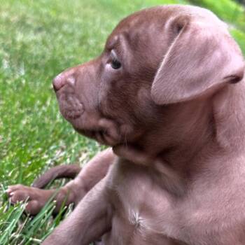 Bean -  Mixed Breed Dog for Adoption in Rockville, Maryland - Bean | PetCurious