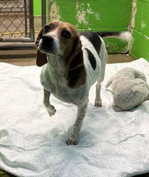 Daisy -  Beagle and Mixed Breed Dog for Adoption in Paducah, Kentucky - Daisy | PetCurious
