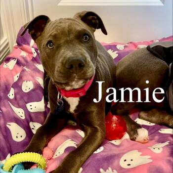 Pit Bull Terrier Dogs Available for Adoption - Jamie | PetCurious