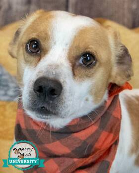 Amos -  Dachshund and Jack Russell Terrier Dog for Adoption in Kennesaw, Georgia - Amos | PetCurious