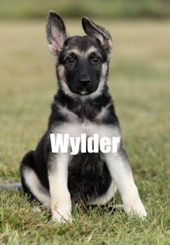 Wylder -  Shepherd Dog for Adoption in Irwin, Pennsylvania - Wylder | PetCurious