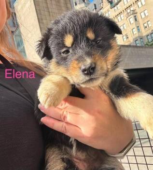 Elena -  Mixed Breed Dog for Adoption in Athens, Ontario - Elena | PetCurious
