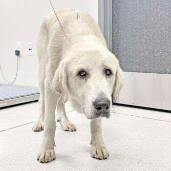 Flossy -  Great Pyrenees Dog for Adoption in Franklin, Tennessee - Flossy | PetCurious