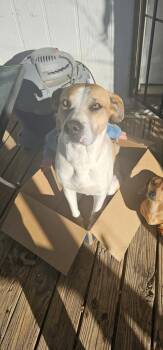 Rescue Great Pyrenees and American Staffordshire Terrier Dogs for Adoption in Portales, New Mexico - Sacha | PetCurious