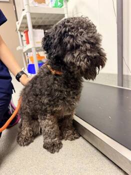 CHOCO -  Poodle Dog for Adoption in Ontario, California - CHOCO | PetCurious