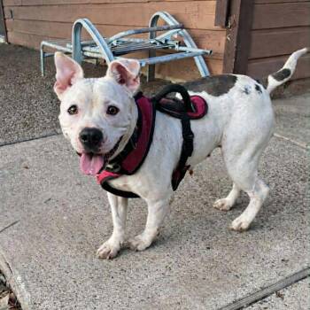 American Bulldog Dogs Available for Adoption - Shanti | PetCurious