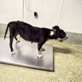 Gordita -  Pit Bull Terrier Dog for Adoption in San Gabriel, California - Gordita | PetCurious
