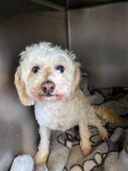 Poodle Dogs Available for Adoption - LULU | PetCurious
