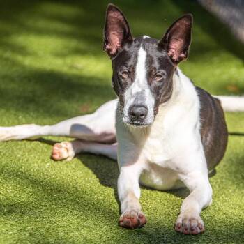 Collie and Shepherd Dogs Available for Adoption in Hilton Head Island, South Carolina - Trooper | PetCurious