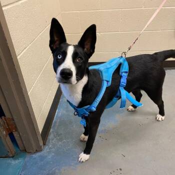 Shiloh -  Mixed Breed Dog for Adoption in Memphis, Tennessee - Shiloh | PetCurious