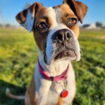 Rescue Boxer Dogs for Adoption in Davis, California - Meg | PetCurious