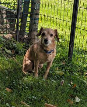 Cracker Jack -  Cairn Terrier Dog for Adoption in Valley City, Ohio - Cracker Jack | PetCurious