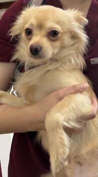 Jeff Ranieri -  Mixed Breed Dog for Adoption in Pleasanton, California - Jeff Ranieri | PetCurious
