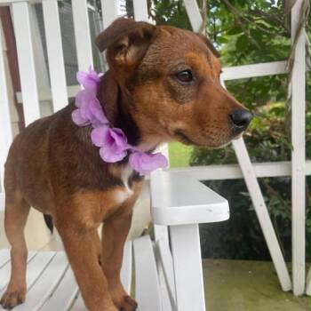 Carrie -  Shepherd and Mixed Breed Dog for Adoption - Carrie | PetCurious