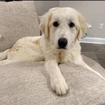 Bolt -  Golden Retriever and Mixed Breed Dog for Adoption in Baton Rouge, Louisiana - Bolt | PetCurious